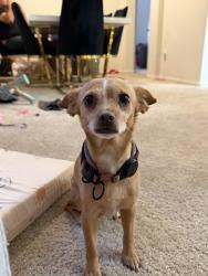 Lost Female Dog last seen Harris ave and palm ave, San Diego, CA 92154