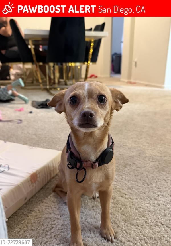 Lost Female Dog last seen Harris ave and palm ave, San Diego, CA 92154