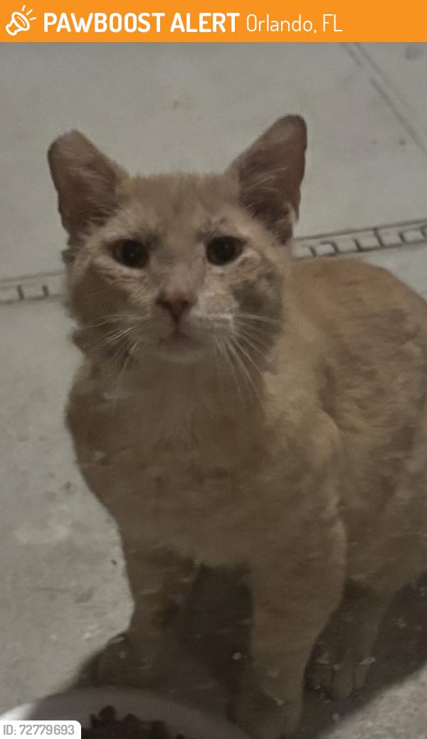Found/Stray Male Cat last seen S Conway Road an Gatlin Avenue, Orlando, FL 32812