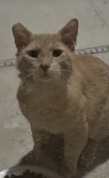 Found/Stray Male Cat last seen S Conway Road an Gatlin Avenue, Orlando, FL 32812