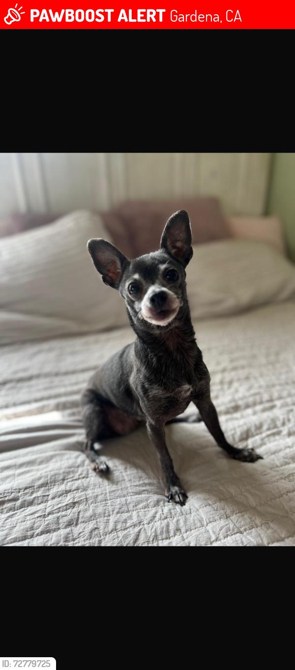 Lost Female Dog last seen Near Lemoli Ave Gardena , Gardena, CA 90249