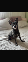 Lost Female Dog last seen Near Lemoli Ave Gardena , Gardena, CA 90249