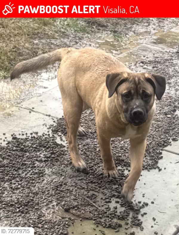 Lost Male Dog last seen McAuliffe and center , Visalia, CA 93292