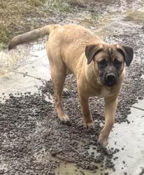 Lost Male Dog last seen McAuliffe and center , Visalia, CA 93292