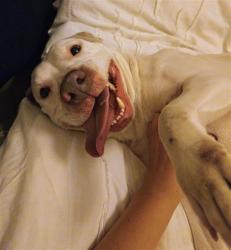 Shelter Stray Female Dog last seen CHARLOTTE, Charlotte, NC 28217