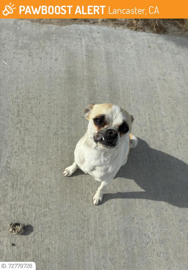 Found/Stray Male Dog last seen Near 731 E Avenue J Lancaster, CA  93535 United States, Lancaster, CA 93535