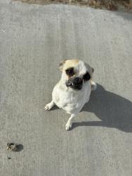 Found/Stray Male Dog last seen Near 731 E Avenue J Lancaster, CA  93535 United States, Lancaster, CA 93535