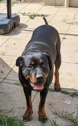 Lost Female Dog last seen Near blattman avenue, Oakdale, NSW 2570