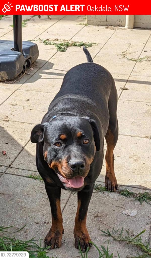 Lost Female Dog last seen Near blattman avenue, Oakdale, NSW 2570