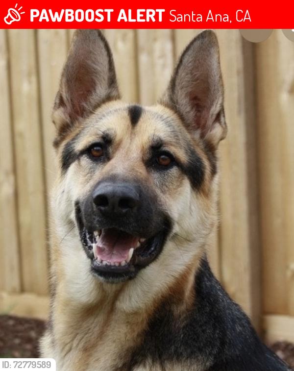 Lost Female Dog last seen Edinger Ave and s Greenville St., Santa Ana, CA 92701