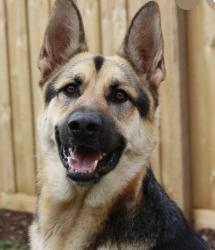 Lost Female Dog last seen Edinger Ave and s Greenville St., Santa Ana, CA 92701