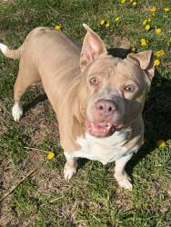 Shelter Stray Female Dog last seen WENTZVILLE, St. Peters, MO 63376
