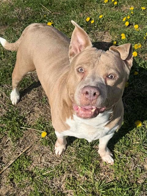 Shelter Stray Female Dog last seen WENTZVILLE, St. Peters, MO 63376
