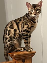 Lost Male Cat last seen Warnock Avenue , Salt Lake City, UT 84106