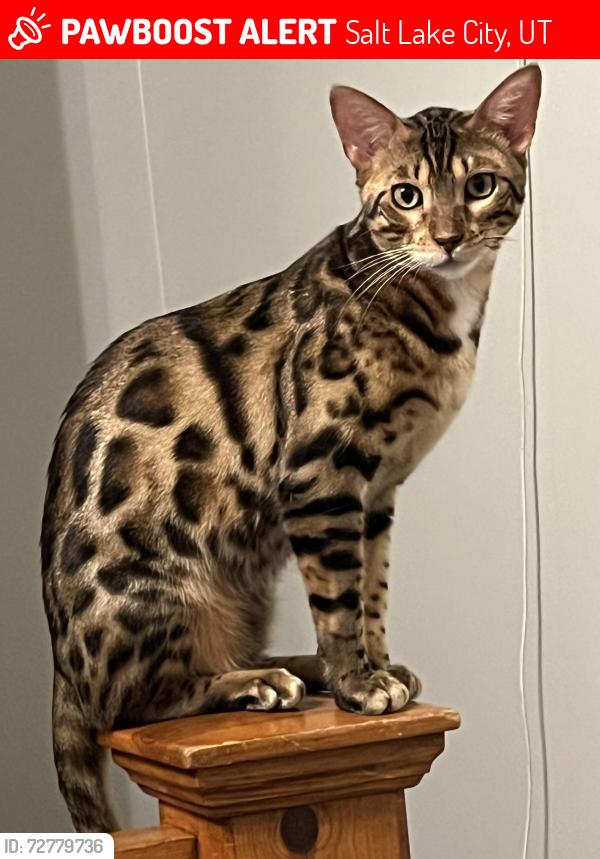 Lost Male Cat last seen Warnock Avenue , Salt Lake City, UT 84106