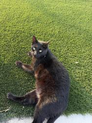 Found/Stray Male Cat last seen The courthouse , New Braunfels, TX 78130