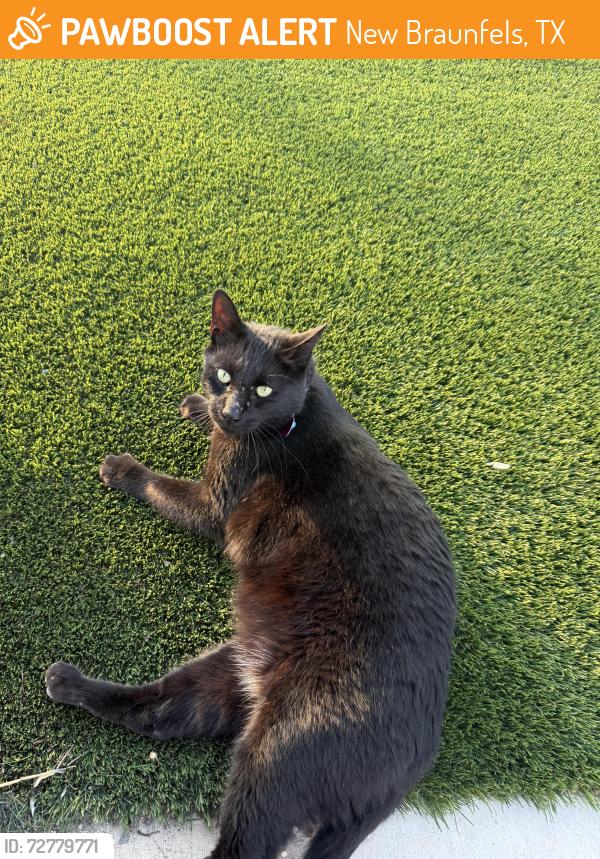 Found/Stray Male Cat last seen The courthouse , New Braunfels, TX 78130