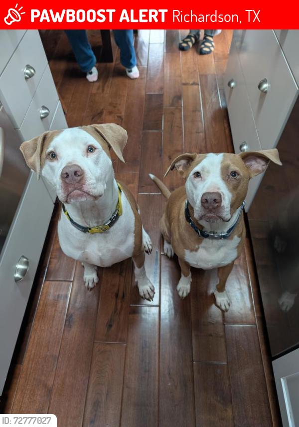 Lost Male Dog last seen Richardson, TC, Richardson, TX 75083