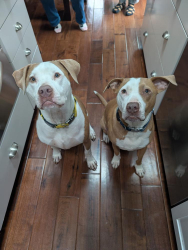 Lost Male Dog last seen Richardson, TC, Richardson, TX 75083