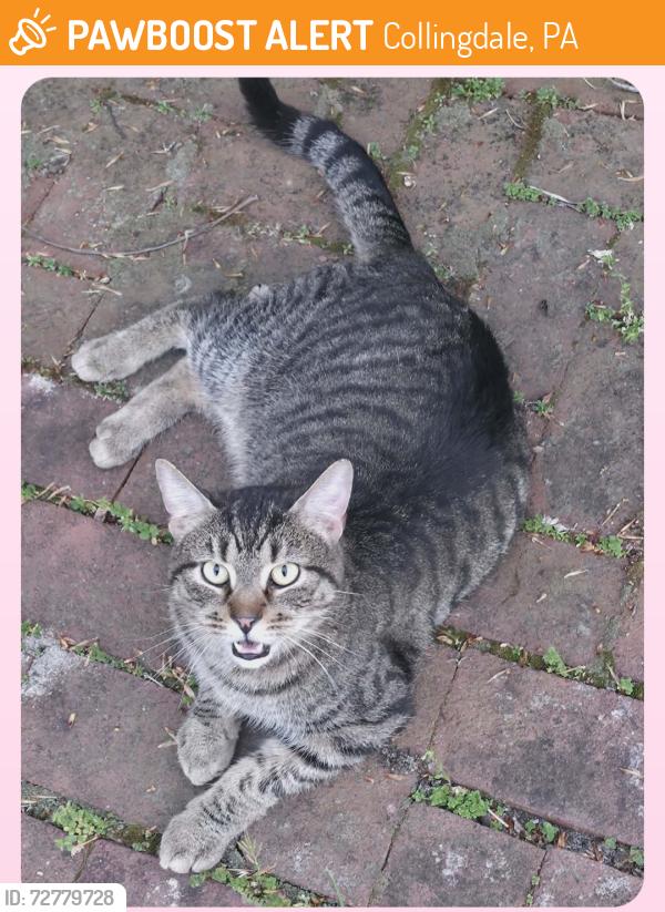 Found/Stray Unknown Cat last seen Sharon Avenue and Clifton Avenue, Collingdale, PA 19023
