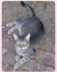Found/Stray Unknown Cat last seen Sharon Avenue and Clifton Avenue, Collingdale, PA 19023