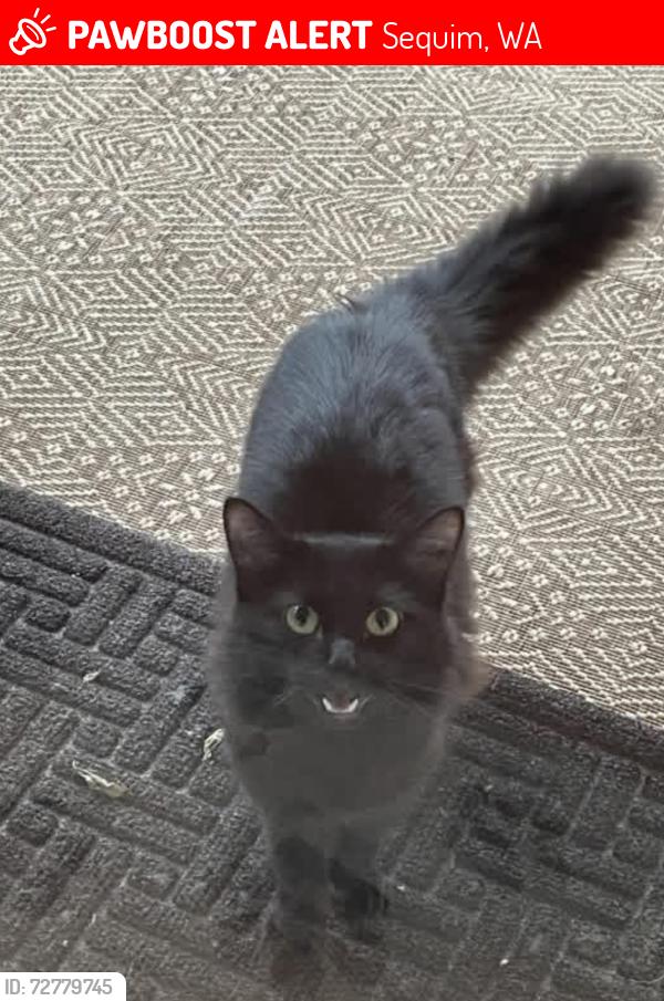 Lost Female Cat last seen 5th street, Sequim, WA 98382