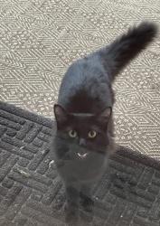 Lost Female Cat last seen 5th street, Sequim, WA 98382