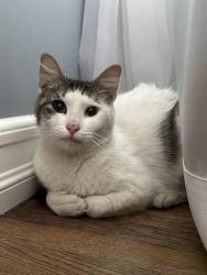 Found/Stray Female Cat last seen Del Amo and Lakewood , Lakewood, CA 90713