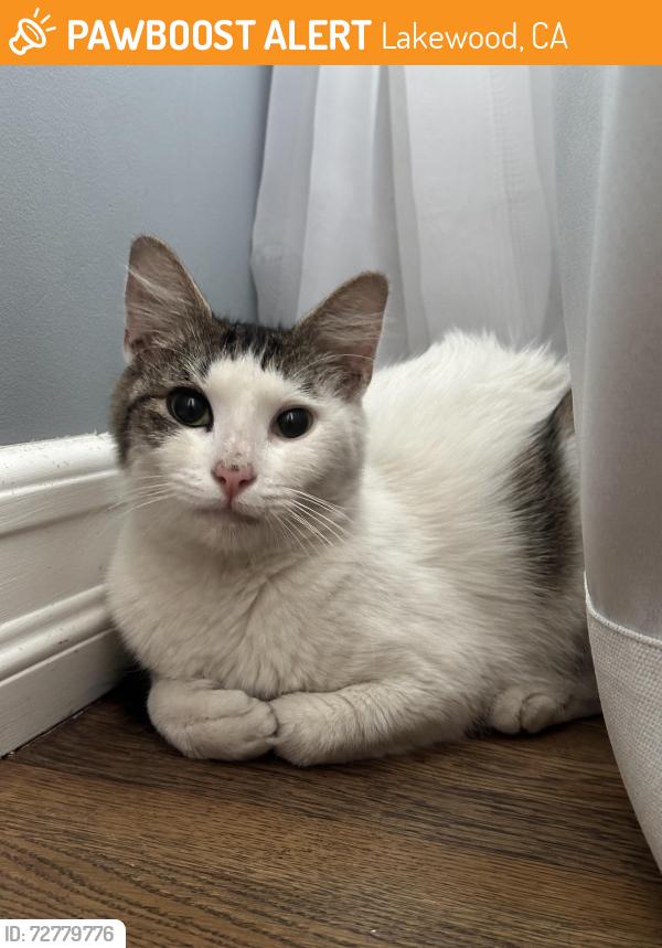 Found/Stray Female Cat last seen Del Amo and Lakewood , Lakewood, CA 90713
