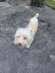 Found/Stray Male Dog last seen Knoxville Drive , League City, TX 77573