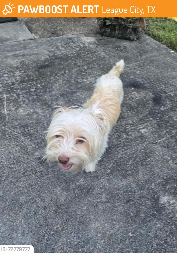 Found/Stray Male Dog last seen Knoxville Drive , League City, TX 77573