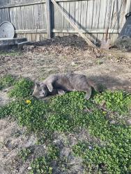 Found/Stray Male Cat last seen Millet Ct, Leatherwood Dr, Sherwood Dr, Old Farm Rd, Tamarack Dr, Danville, IN 46122