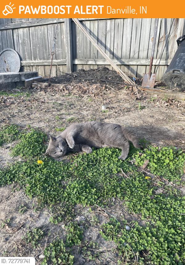 Found/Stray Male Cat last seen Millet Ct, Leatherwood Dr, Sherwood Dr, Old Farm Rd, Tamarack Dr, Danville, IN 46122