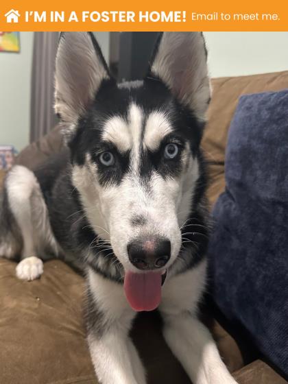 Shelter Stray Female Dog last seen Presstman St and N Fremont Ave, 21217, MD, Baltimore, MD 21230