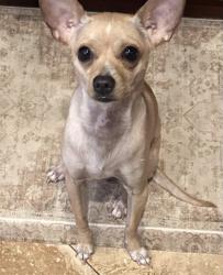 Lost Female Dog last seen cactus and durango , Enterprise, NV 89178