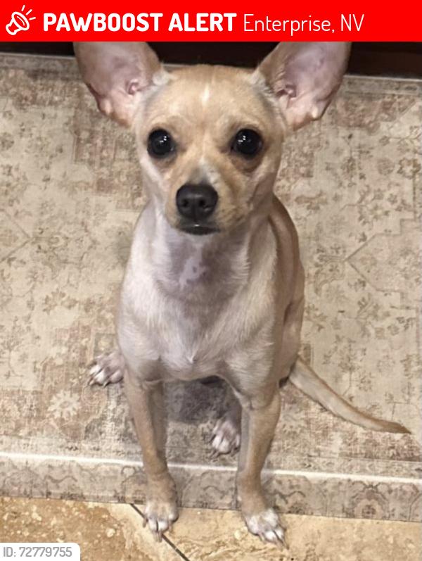 Lost Female Dog last seen cactus and durango , Enterprise, NV 89178