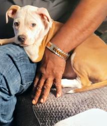 Lost Male Dog last seen Fruitridge rd., Sacramento, CA 95820