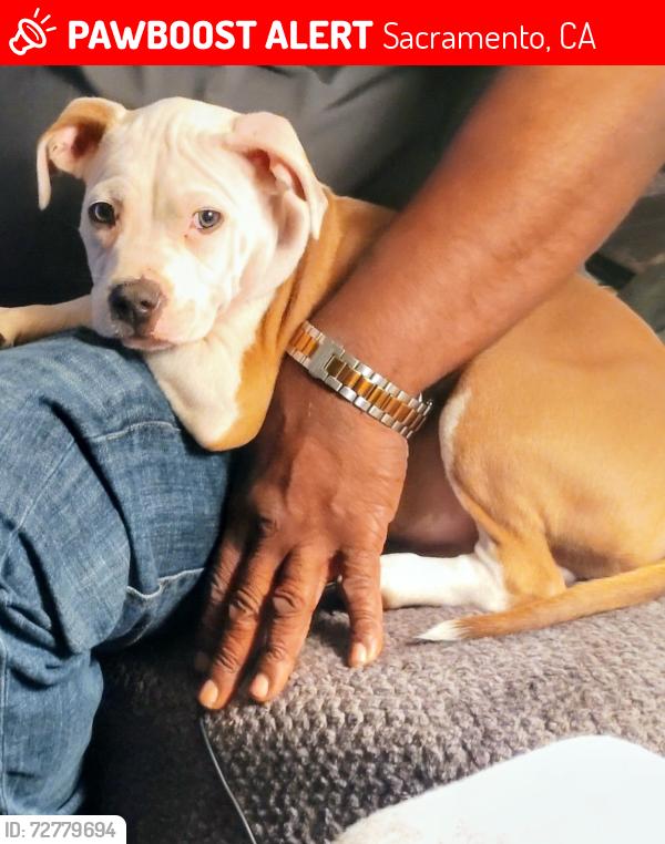 Lost Male Dog last seen Fruitridge rd., Sacramento, CA 95820