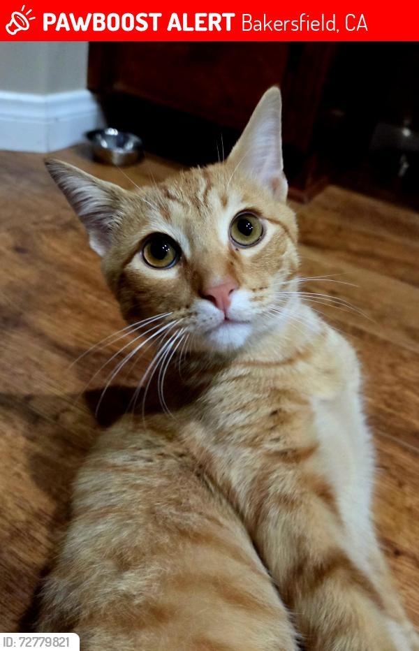 Lost Male Cat last seen Calloway and Norris, Bakersfield, CA 93312