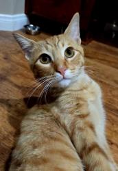 Lost Male Cat last seen Calloway and Norris, Bakersfield, CA 93312