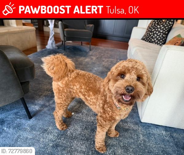 Lost Female Dog last seen 118th and Yale, Tulsa, OK 74137