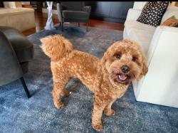 Lost Female Dog last seen 118th and Yale , Tulsa, OK 74137
