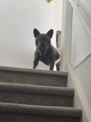 Lost Male Dog last seen Napa & nucla, Aurora, CO 80013