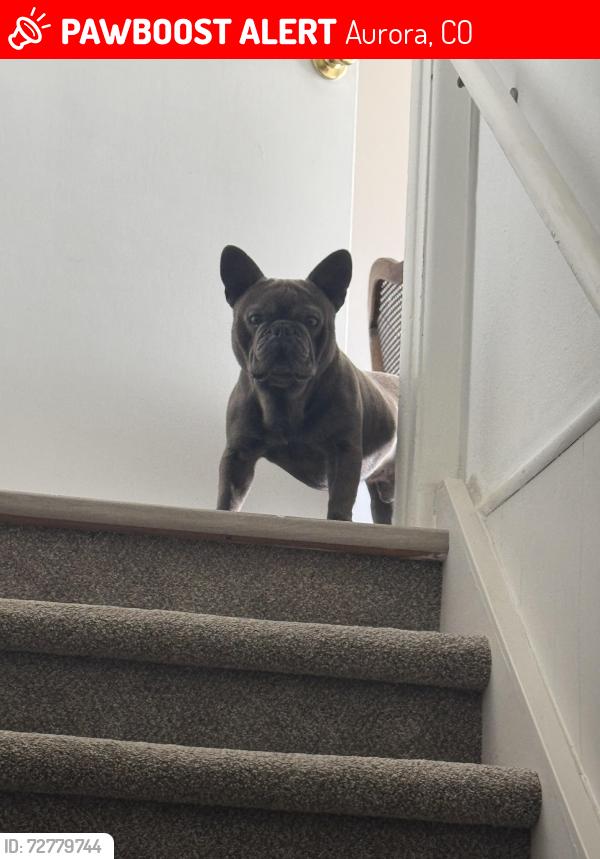 Lost Male Dog last seen Napa & nucla, Aurora, CO 80013