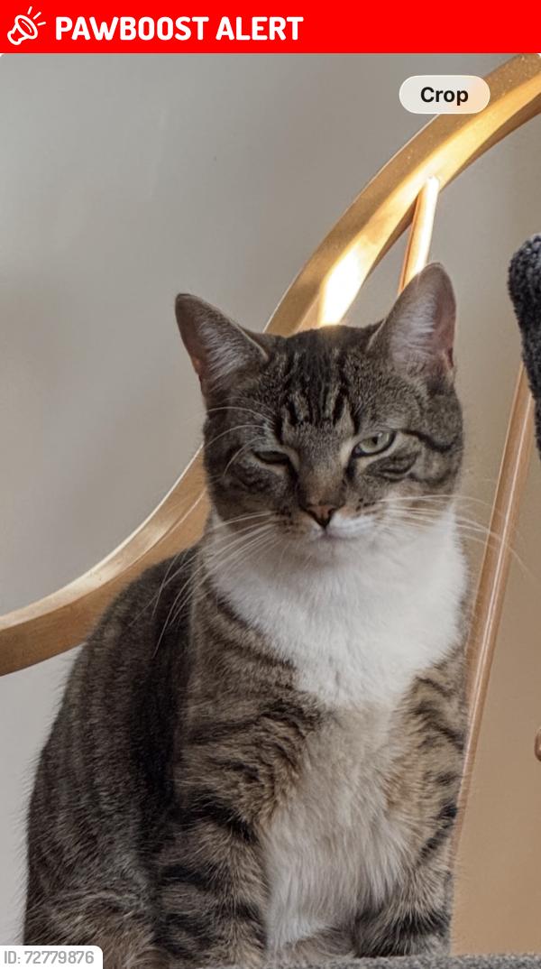 Lost Male Cat last seen Village west drive Hamilton Nj 08620, Hamilton Township, NJ 08620