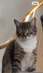 Lost Male Cat last seen Village west drive Hamilton Nj 08620, Hamilton Township, NJ 08620