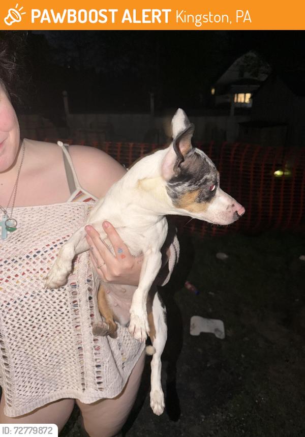 Found/Stray Female Dog last seen Ross st and chestnut ave , Kingston, PA 18704