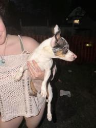 Found/Stray Female Dog last seen Ross st and chestnut ave , Kingston, PA 18704