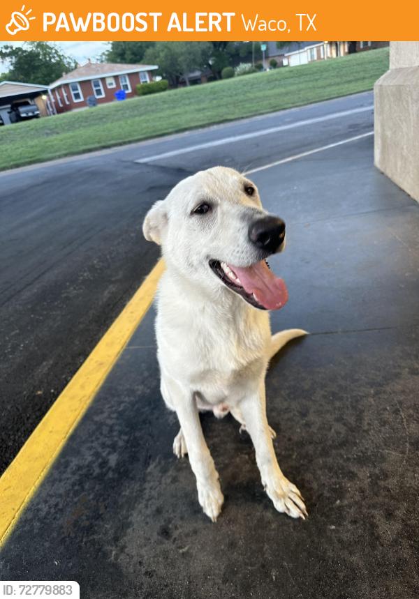 Found/Stray Male Dog last seen Pep boys, Waco, TX 76710