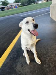 Found/Stray Male Dog last seen Pep boys, Waco, TX 76710